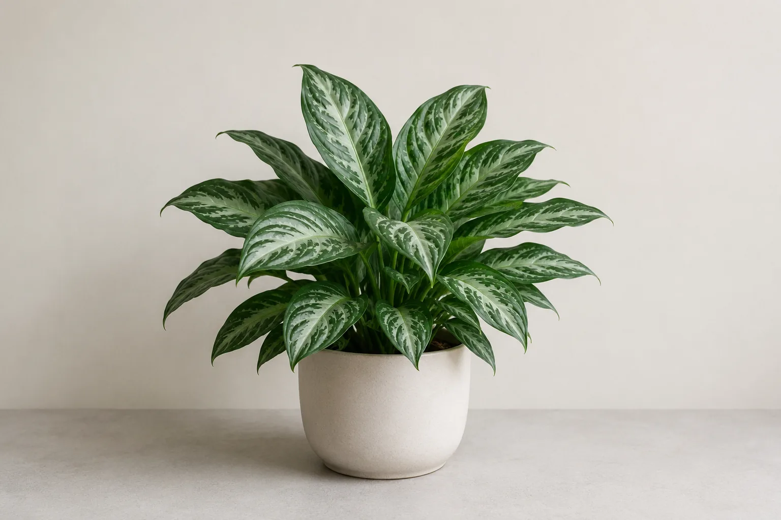 Aglaonema sana de hojas jaspeadas en verde y plata en una maceta sobre fondo neutro