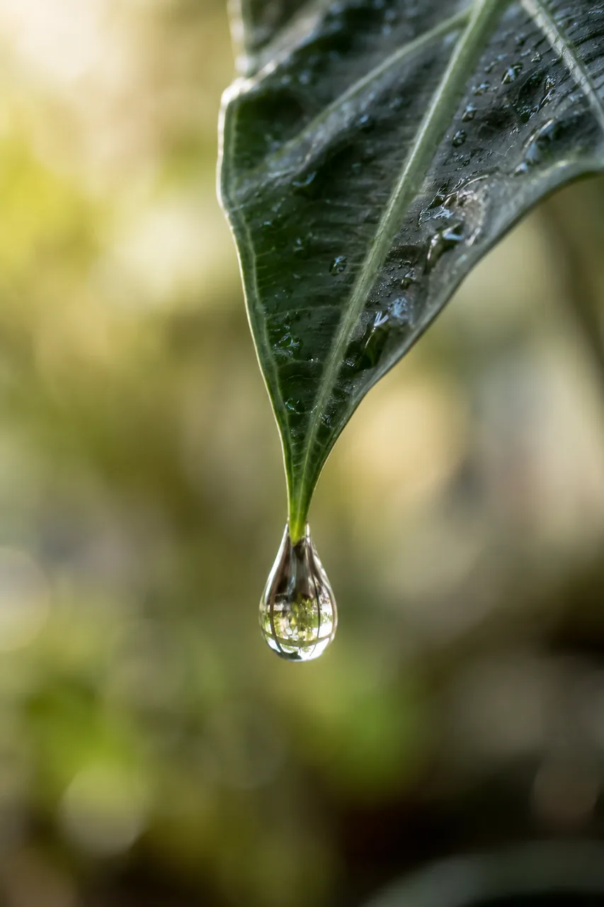 Gota de agua de gutación colgando de la punta de una hoja de alocasia