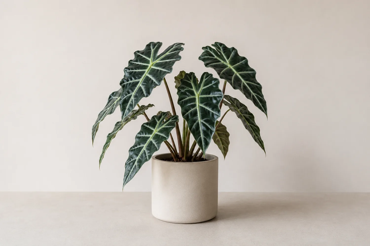 Alocasia Polly con hojas en forma de flecha y nervios plateados sobre fondo neutro
