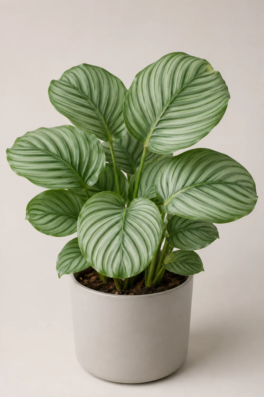 Calathea orbifolia sana y frondosa con sus grandes hojas redondeadas rayadas